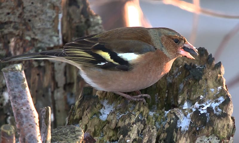 Vink