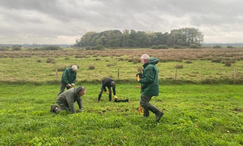 Vrijwilligers planten pimpernel