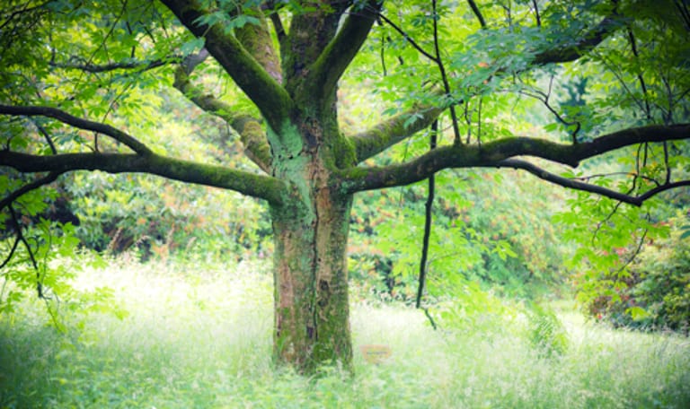 arboretum Poort Bulten