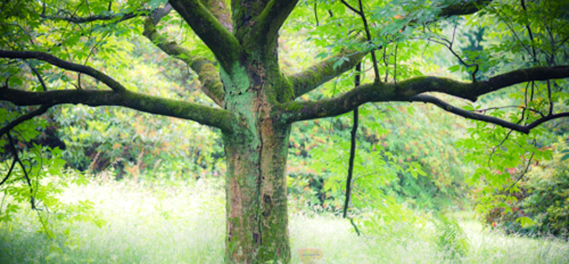 arboretum Poort Bulten arboretum Poort Bulten