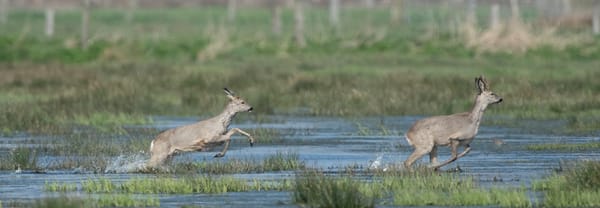 Reeën rennen door De Wieden