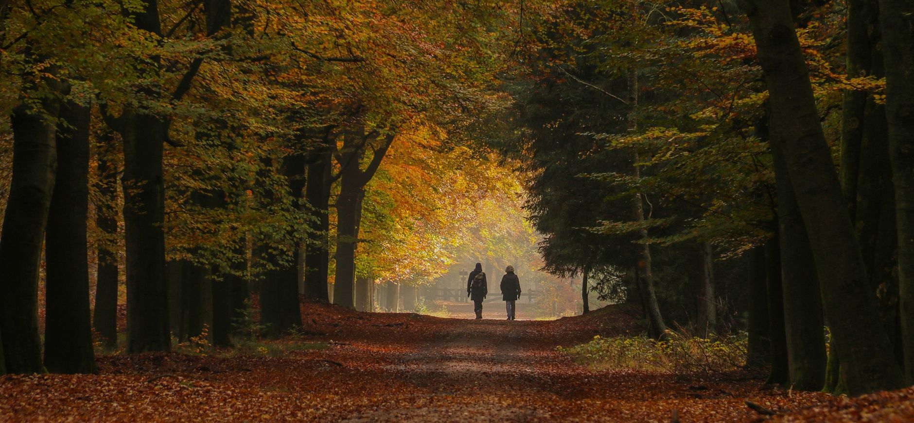 Aanpassing wandelpaden Planken Wambuis