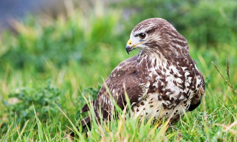 Buizerd