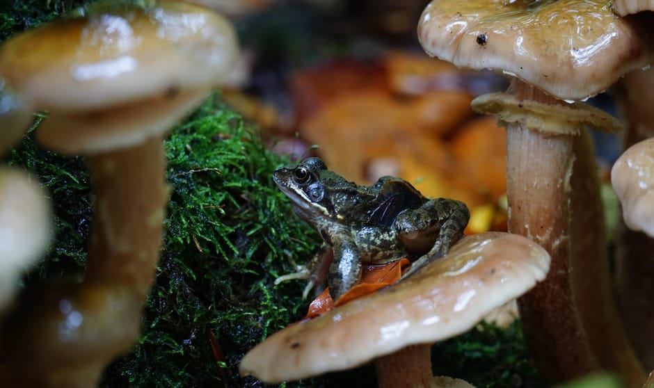 Kikker en paddenstoel