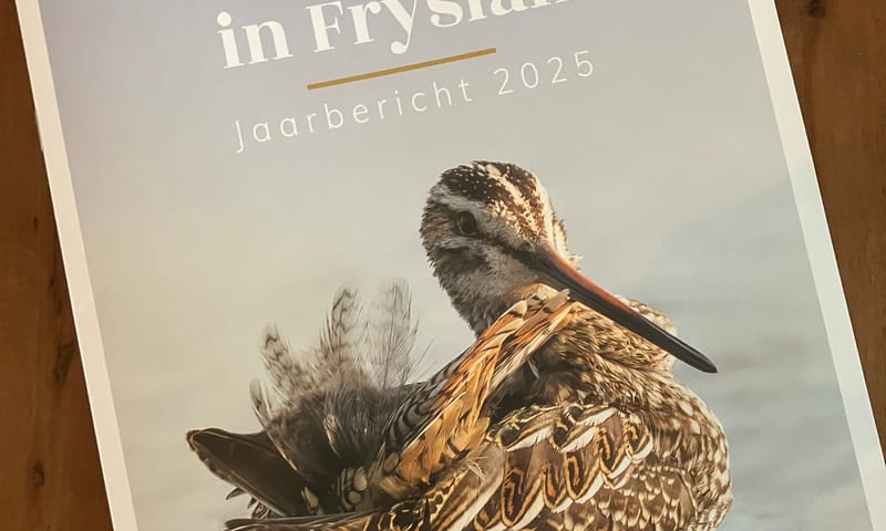 Jaarbericht Weidevogels in Fryslan 2025