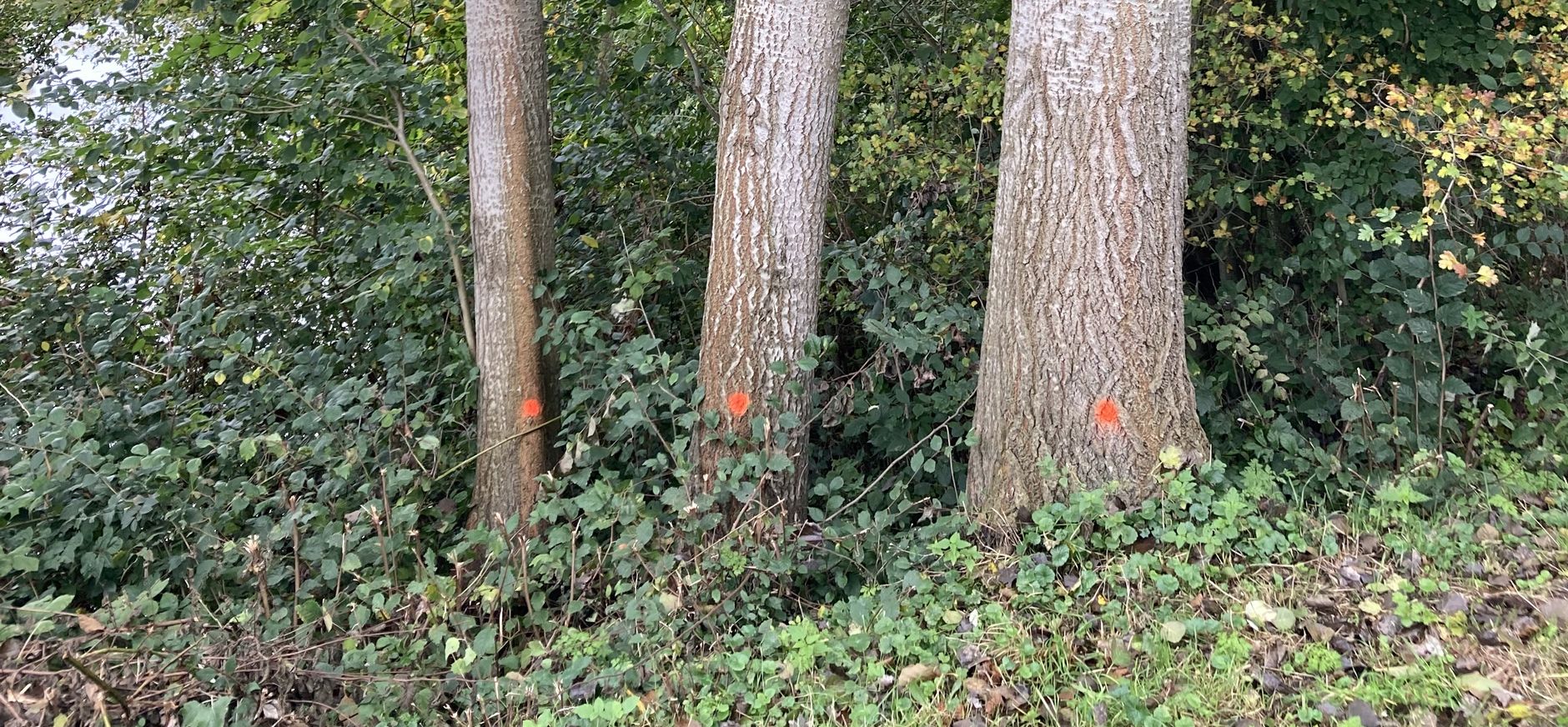 Gebleste bomen rondom Fort bij Spijkerboor