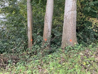 Gebleste bomen rondom Fort bij Spijkerboor