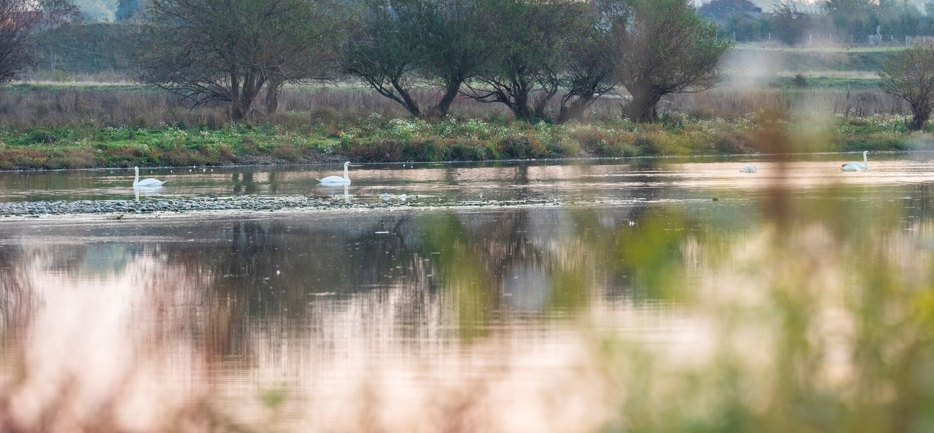 Zwanen bij Meers 2018