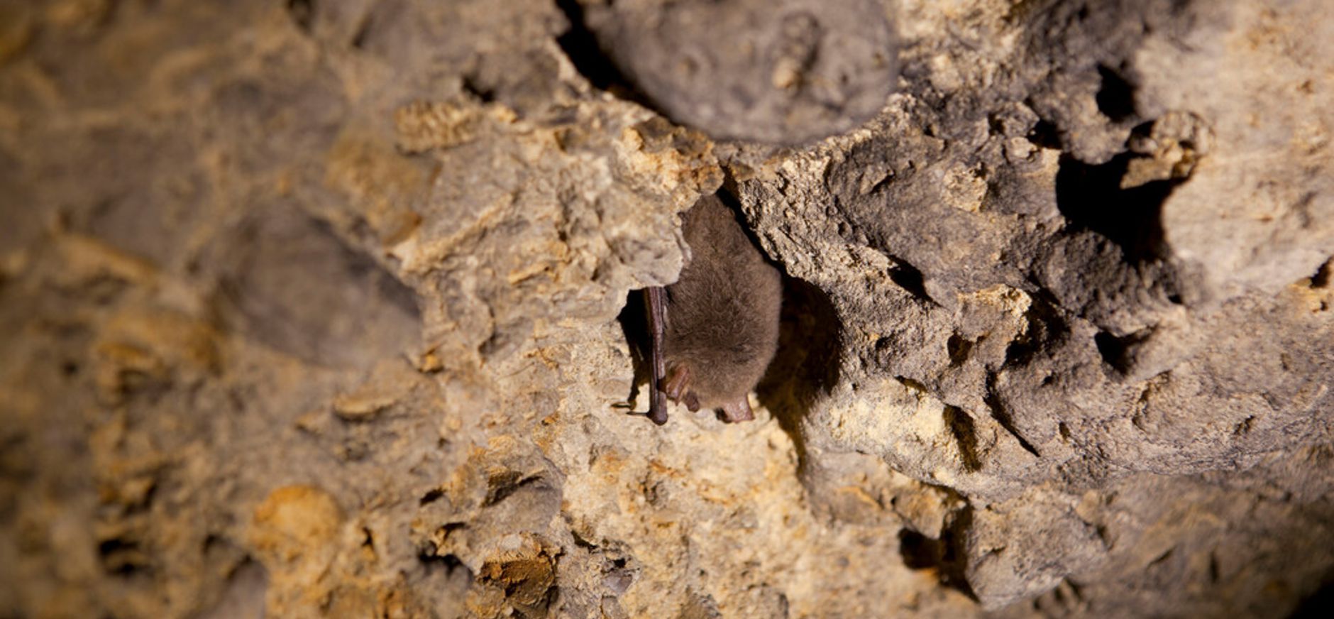 vleermuis in gangenstelsel