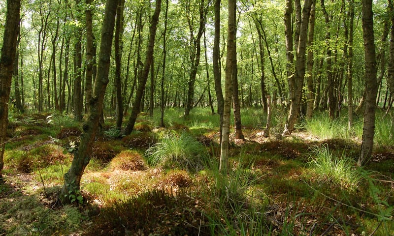Berkenbos op de Brunssummerheide Berkenbos op de Brunssummerheide