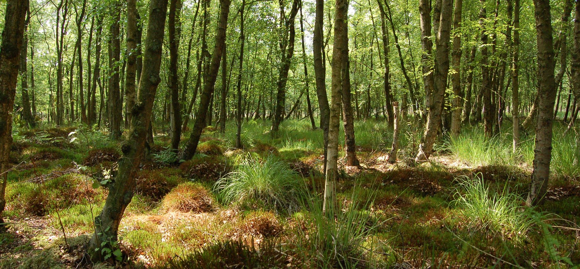 Berkenbos op de Brunssummerheide