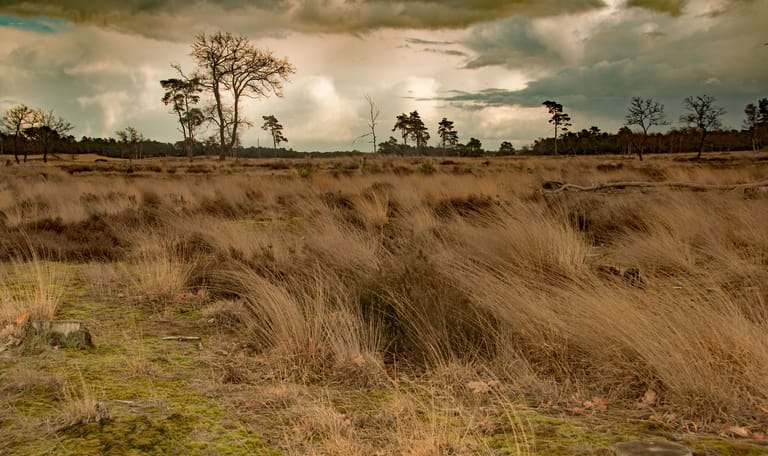 De heide vol met pijpenstro in de Loonse en Drunense Duinen De heide vol met pijpenstro in de Loonse en Drunense Duinen