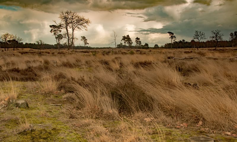 De heide vol met pijpenstro in de Loonse en Drunense Duinen