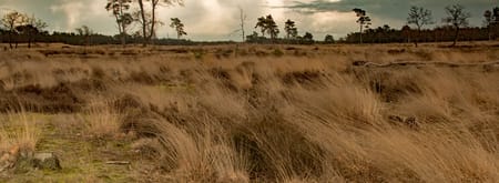 De heide vol met pijpenstro in de Loonse en Drunense Duinen De heide vol met pijpenstro in de Loonse en Drunense Duinen