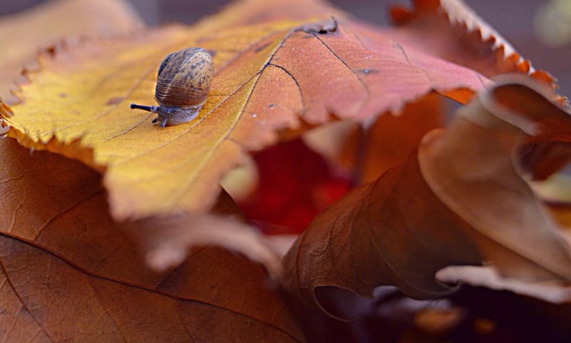 Klein slakje op gevallen herfstbladeren