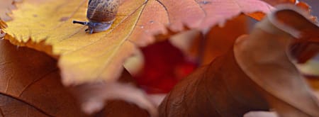 Klein slakje op gevallen herfstbladeren