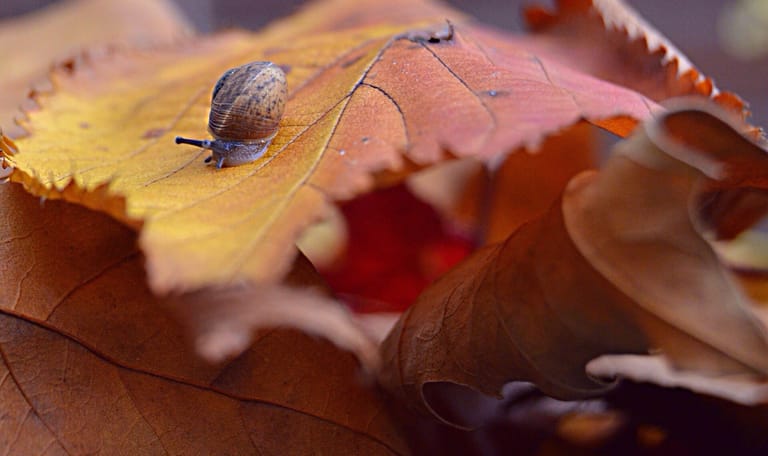 Loslaten in de natuur Klein slakje op gevallen herfstbladeren