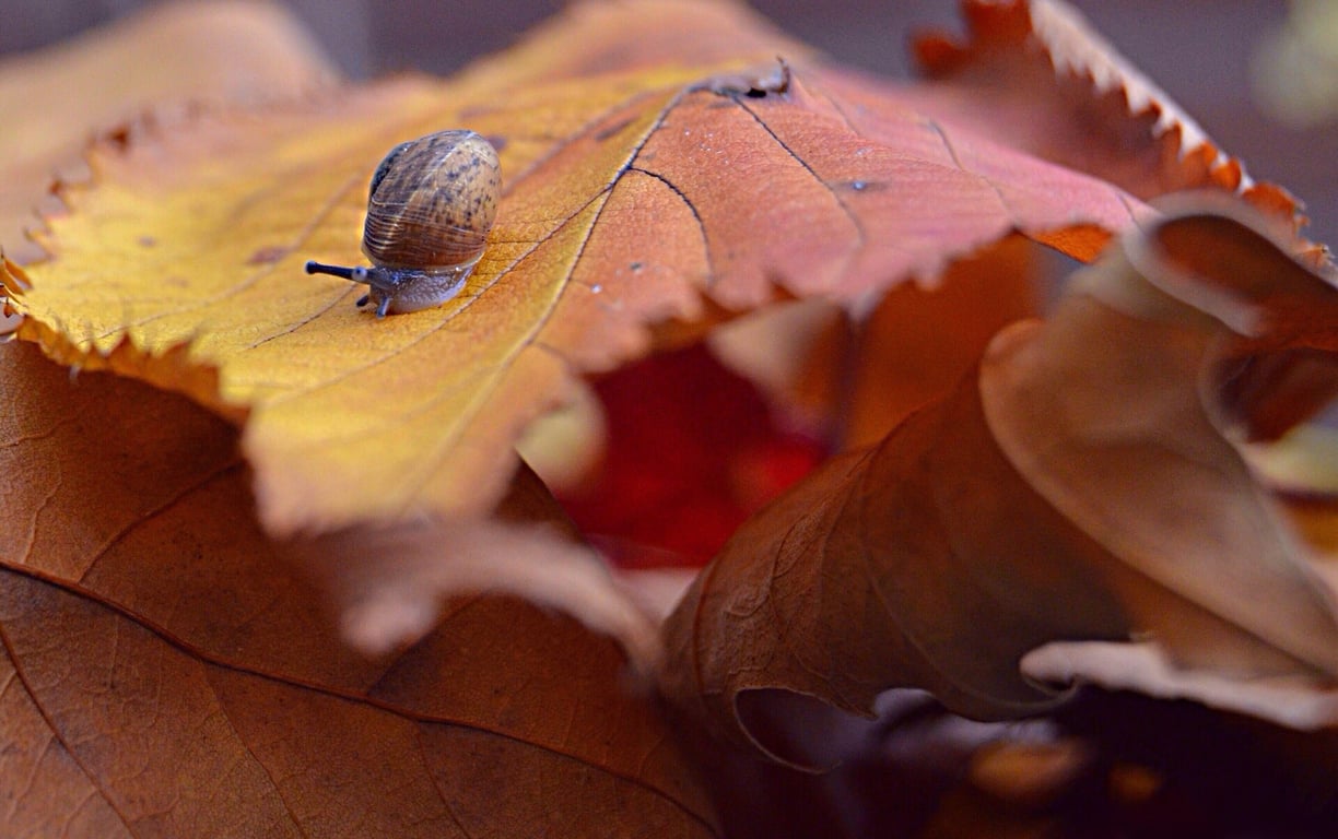 Coaching in het bos: over de kunst van het loslaten