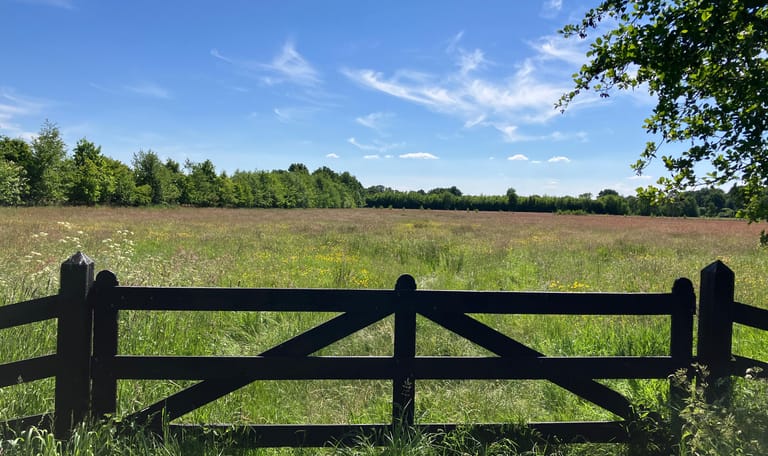 Bloemrijk grasland op Oldenaller