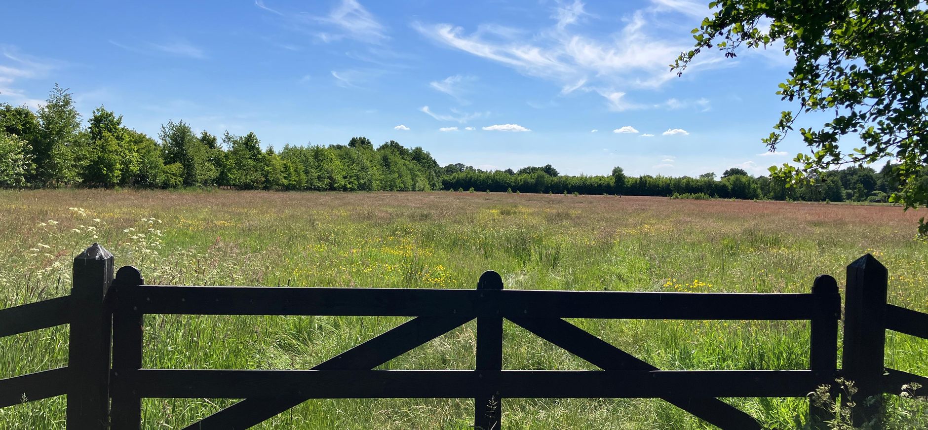 Bloemrijk grasland op Oldenaller