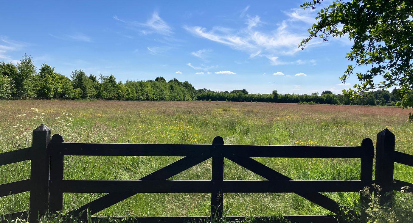Bloemrijk grasland op Oldenaller