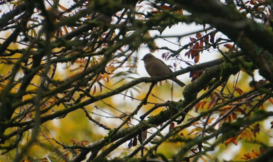 Vink in de tuin Vink in de tuin