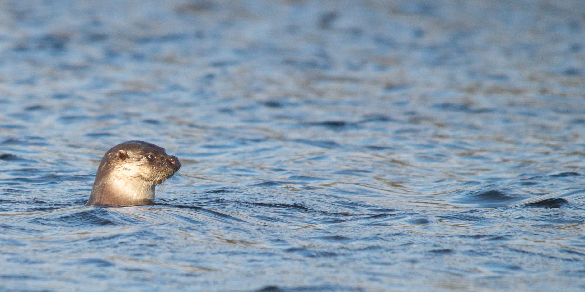 Otter Otter