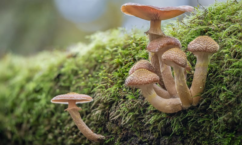 Paddenstoelen