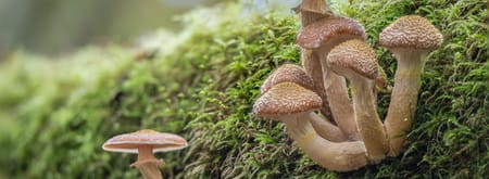 Paddenstoelen