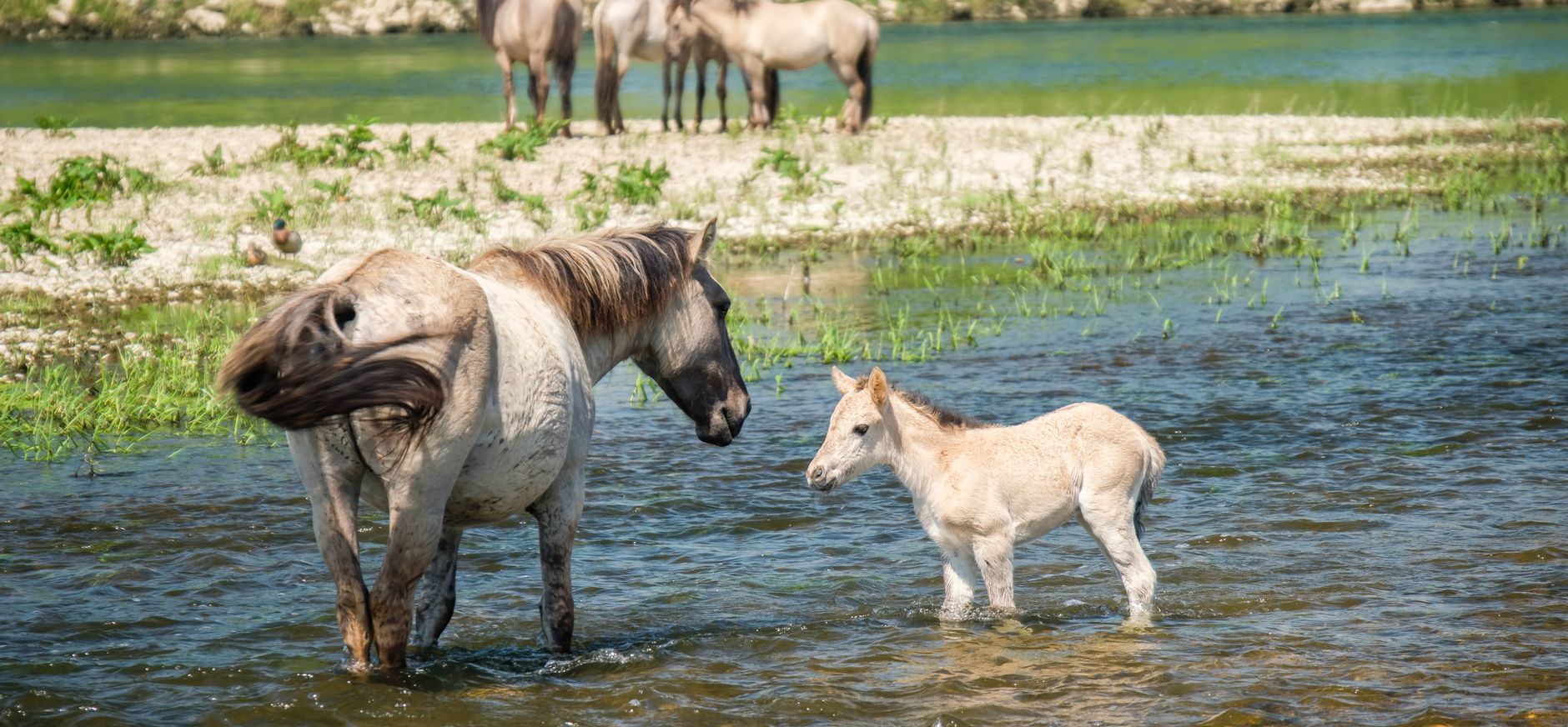 RLKM - Overstekende grazers