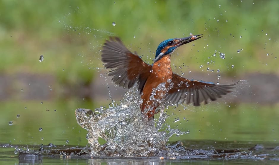 IJsvogel vissend IJsvogel vissend