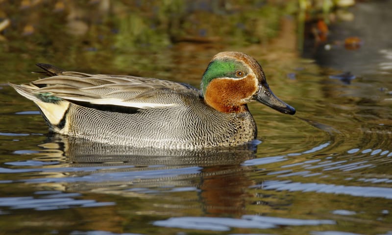 Wintertaling
