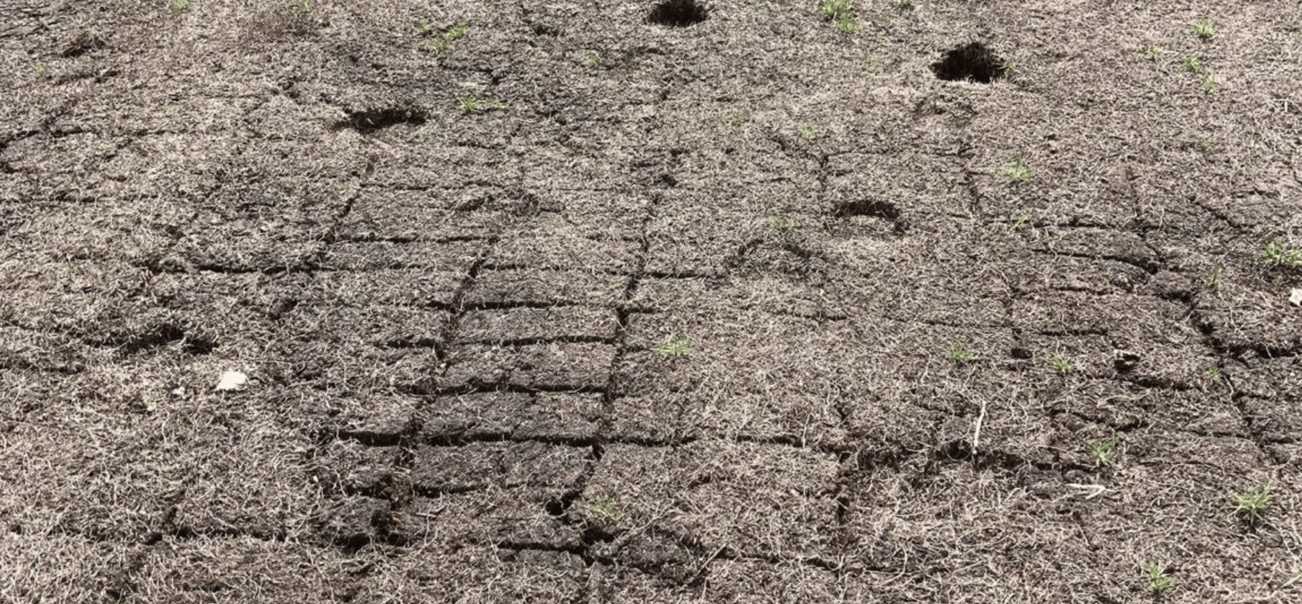 Vervening witte veen