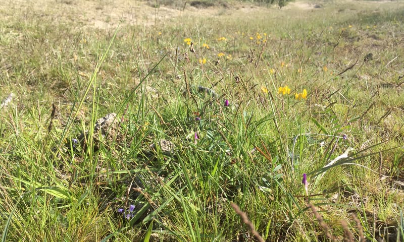 bloemrijk duingrasland in Duin en Kruidberg