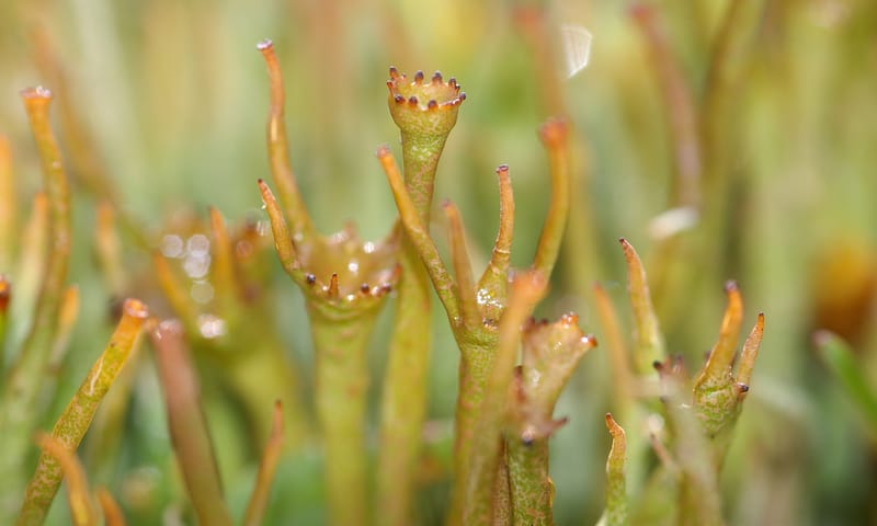 korstmos girafje korstmos girafje