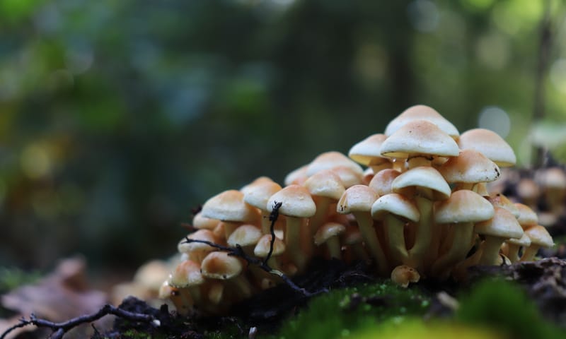 Paddenstoelen