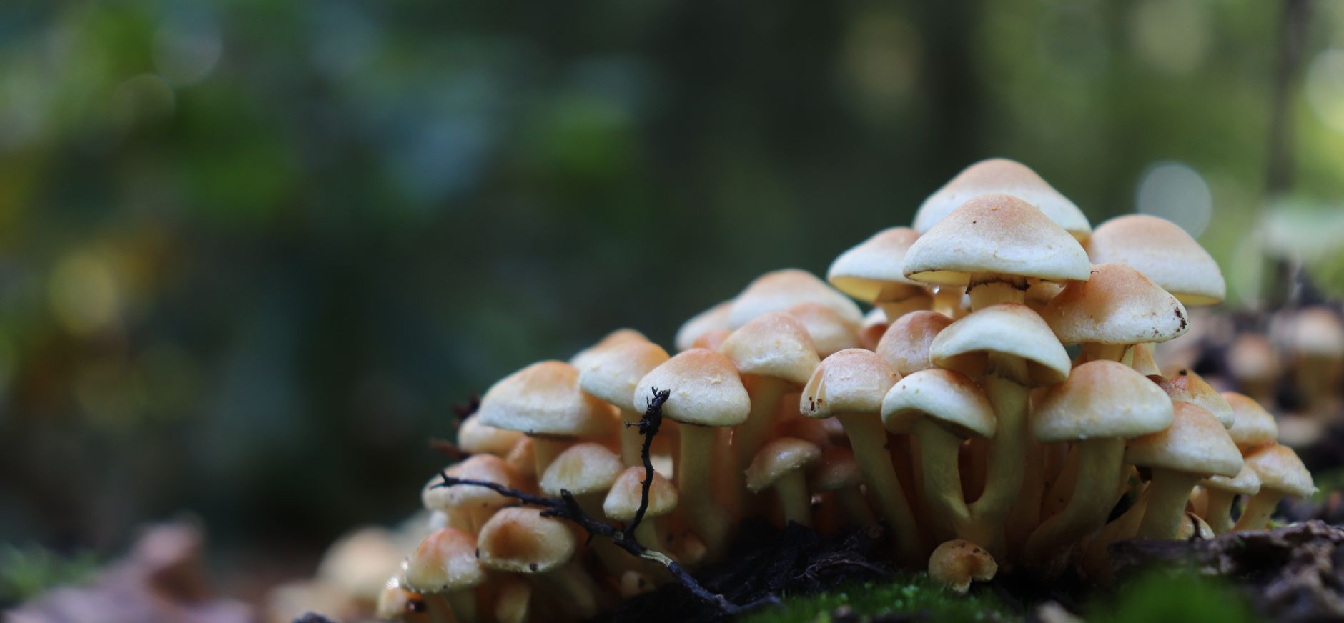 Paddenstoelen