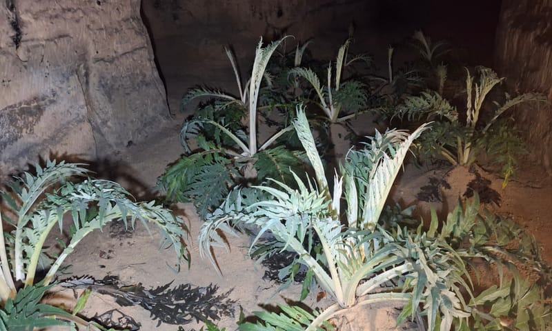 kardoen aan het bleken in het gangenstelsel