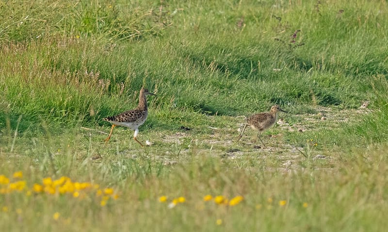 Kemphaan met kuiken in de Bantpolder