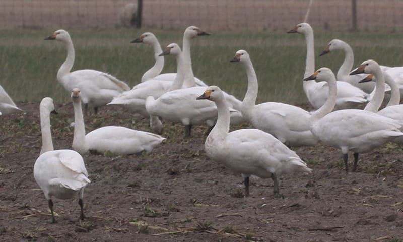 Kleine Zwaan