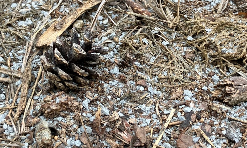 Steenmeelkorrels in de heide