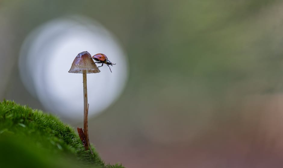 Paddenstoel met Lieveheersbeestje