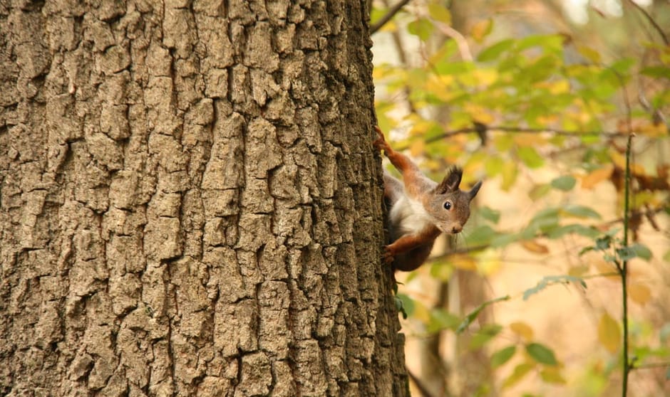 Nieuwsgierige eekhoorn