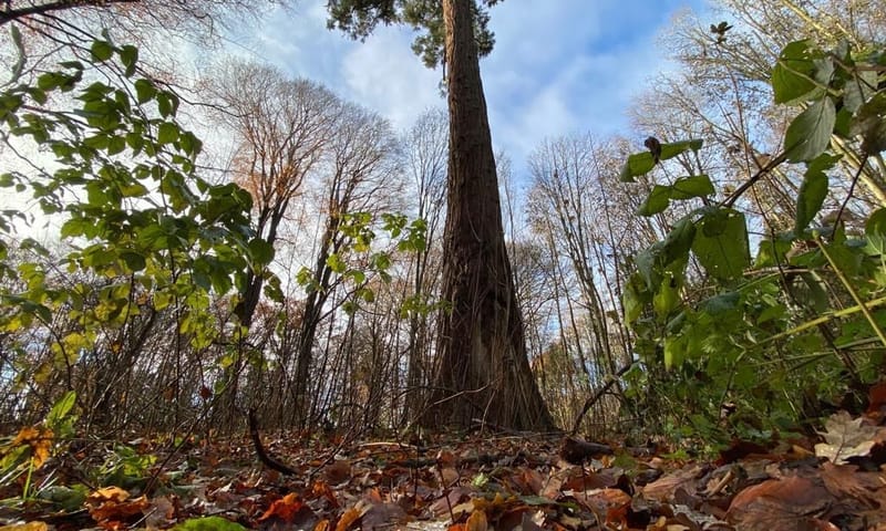 Hassinkbos sequoia