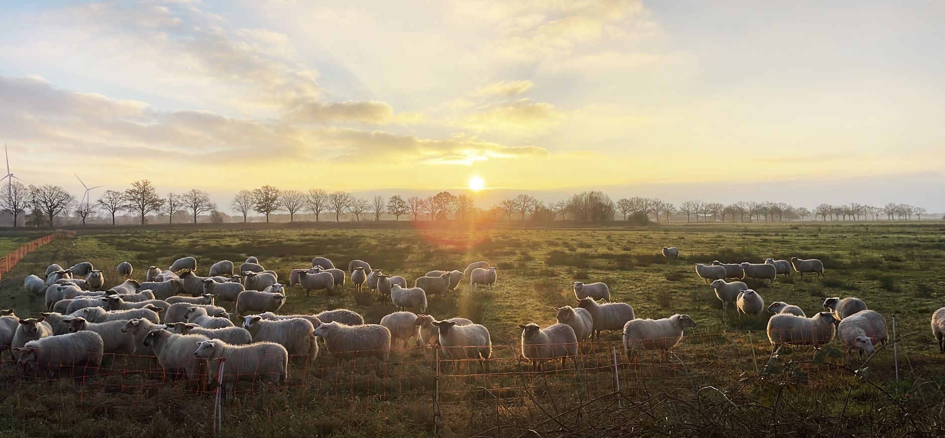 Schapen bij een opkomende zon in het Moergestels Broek