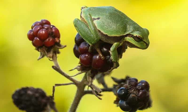 Boomkikker op bramen
