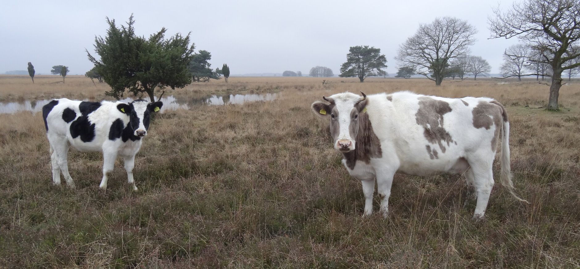 Heidekoeien