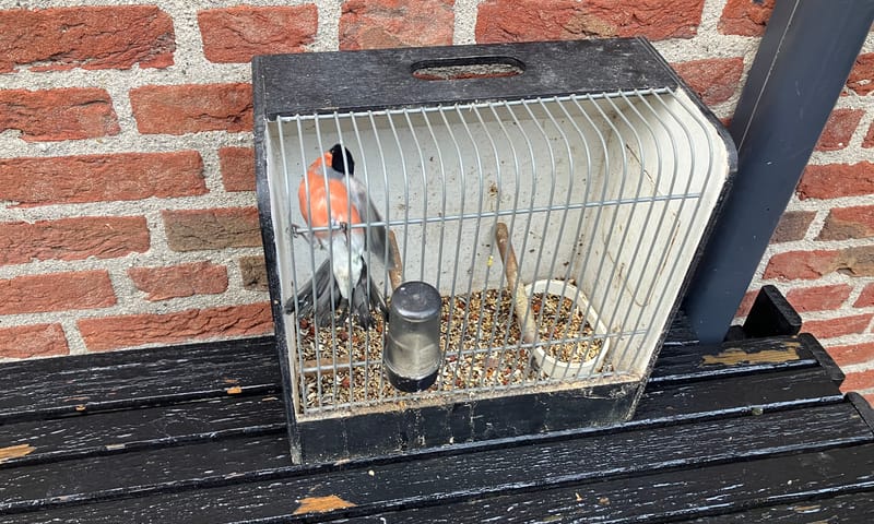 In het wild gevangen ongeringde goudvinken