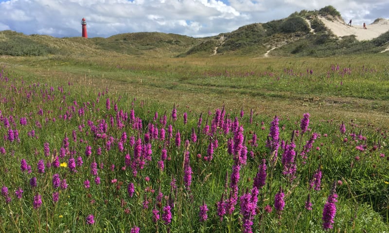 Bloeiende duinen