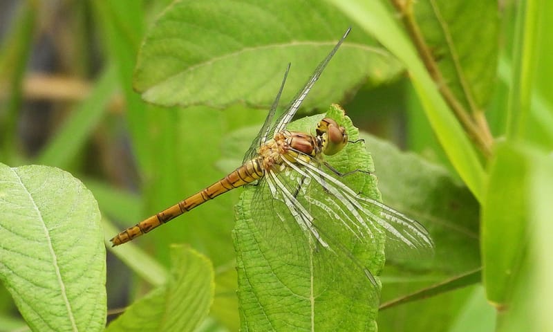 Heidelibel Heidelibel